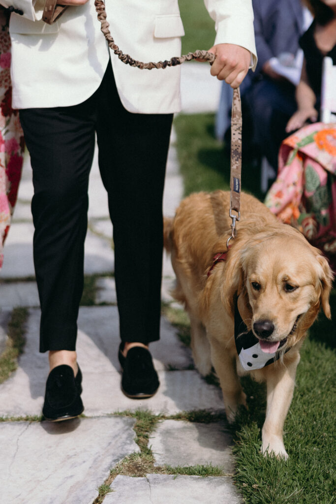 Golden retriever wearing a bow tie walking along a stone path during a Basin Harbor wedding