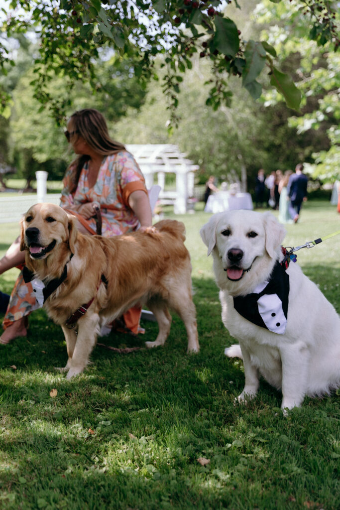 Golden retriever and white dog wearing wedding bow ties on the green lawns of Basin Harbor